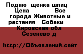 Подаю. щенка шпиц  › Цена ­ 27 000 - Все города Животные и растения » Собаки   . Кировская обл.,Сезенево д.